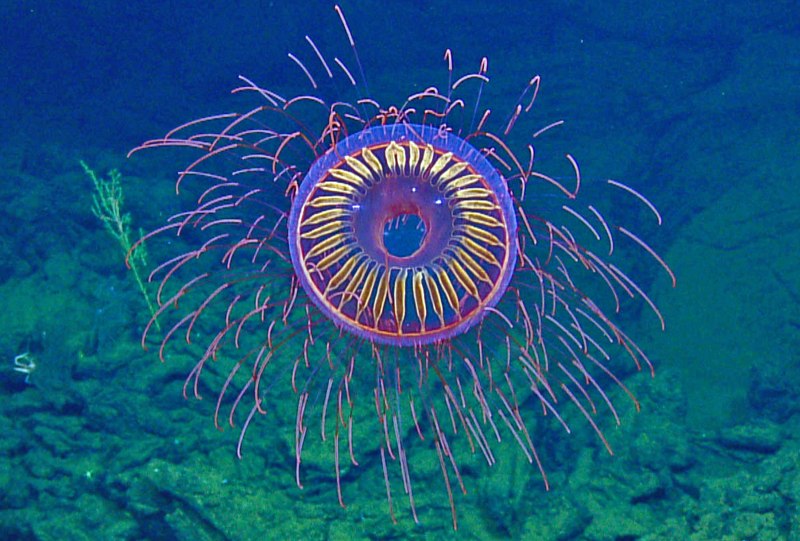 Медуза атолла (Atolla Jellyfish)