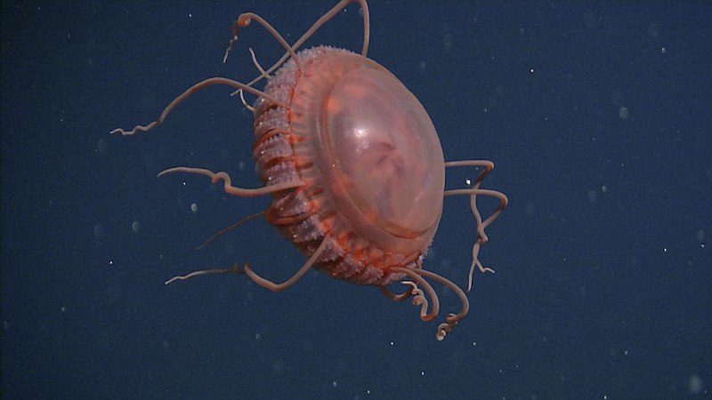 Chrysaora hysoscella