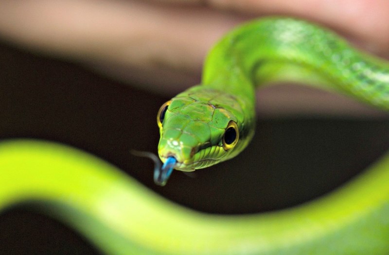Dendroaspis angusticeps