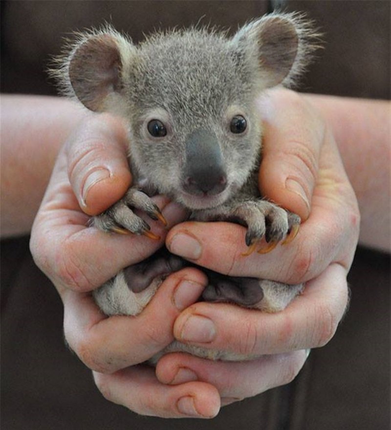 Новорожденный коала (57 фото)