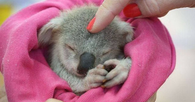 Коала с детенышем