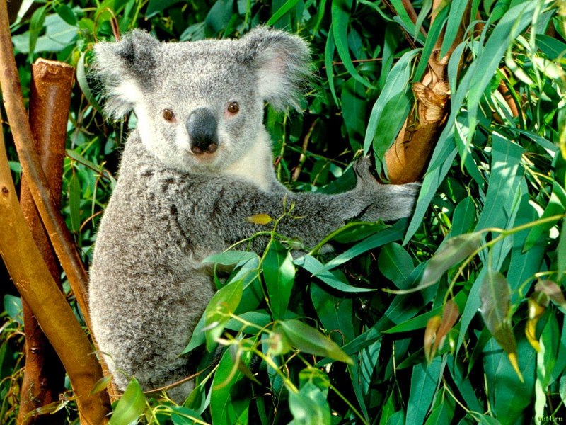 Коала 1200
