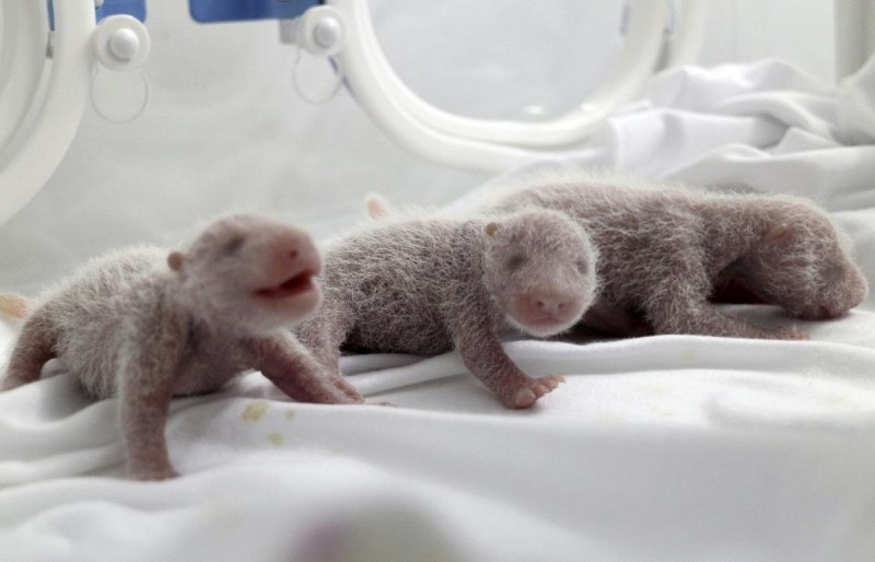 Коала с детенышем в сумке