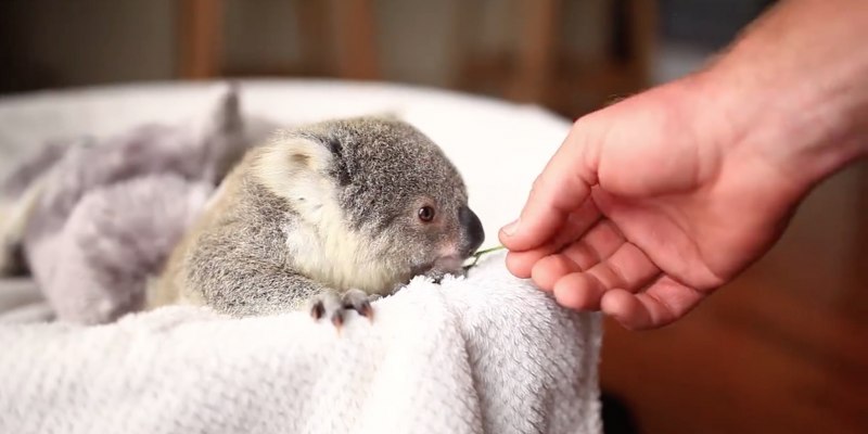 Коала с детенышем