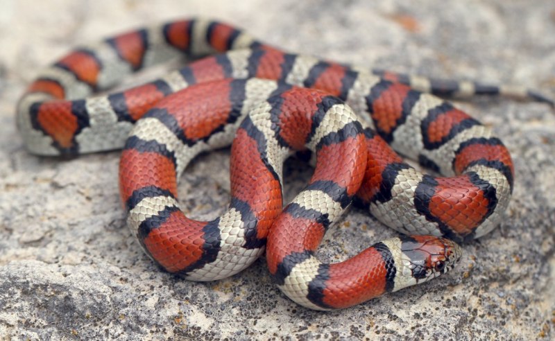 Королевская Мексиканская змея Lampropeltis mexicana