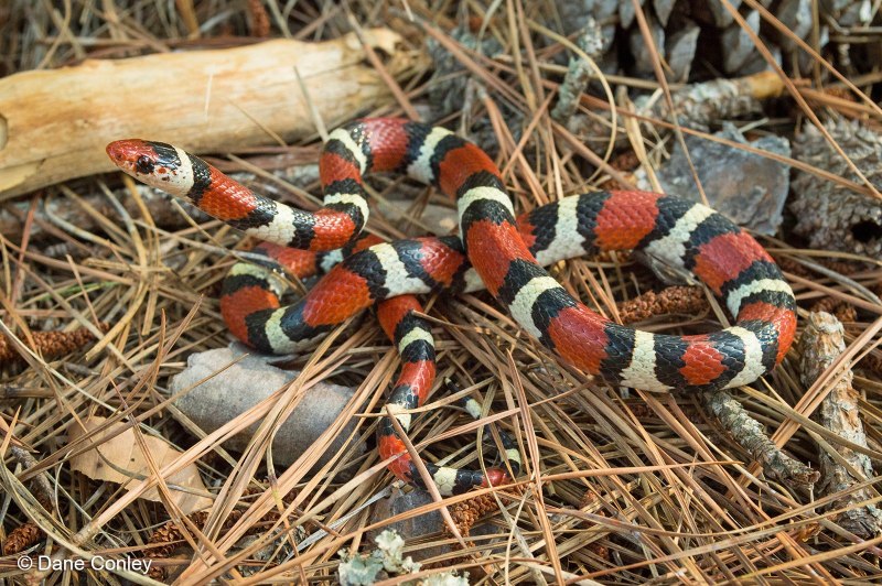 Lampropeltis Triangulum campbelli
