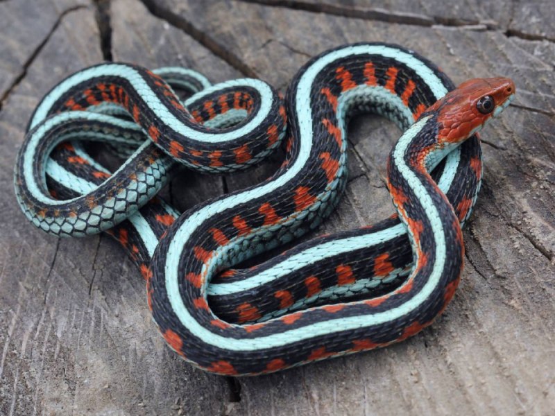 Lampropeltis zonata