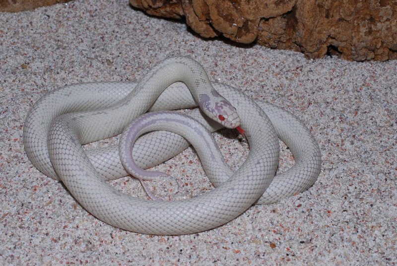 Синалойская молочная змея (Lampropeltis