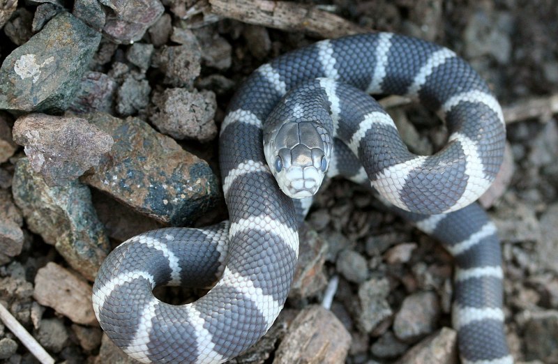 Lampropeltis getulus californiae