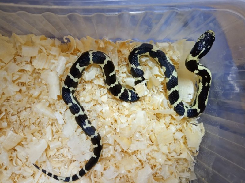 Королевская змея Калифорнийская Albino