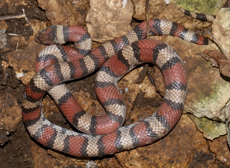 Королевская змея (Lampropeltis)