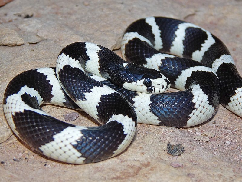 Королевская змея Калифорнийская Lampropeltis getulus californiae