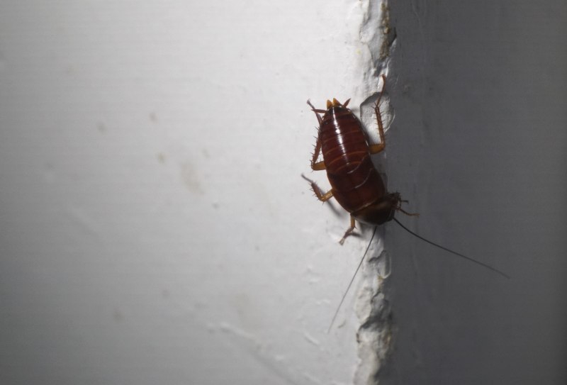 Рыжий таракан Blattella Germanica
