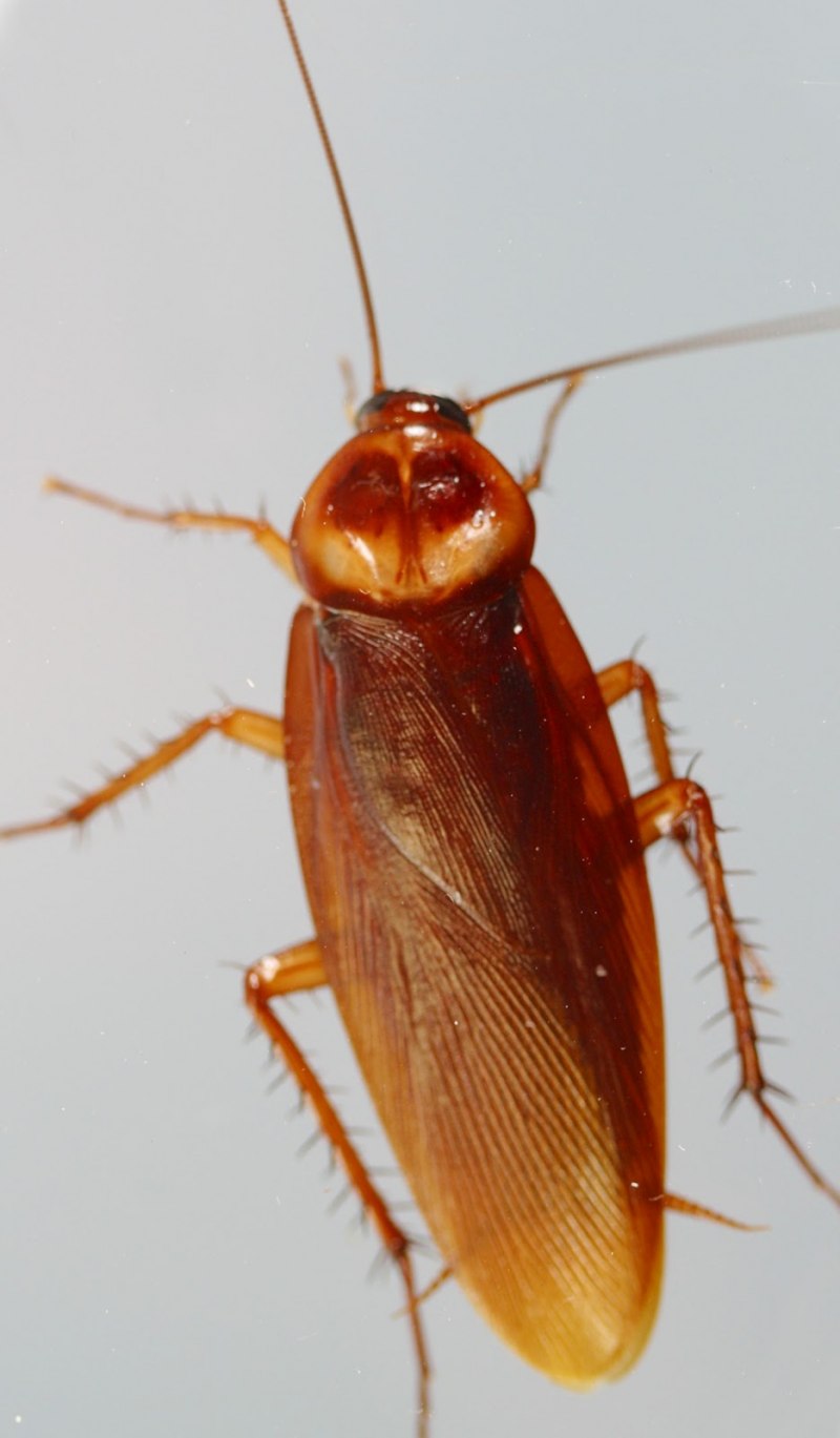 Megaloblatta blaberoides