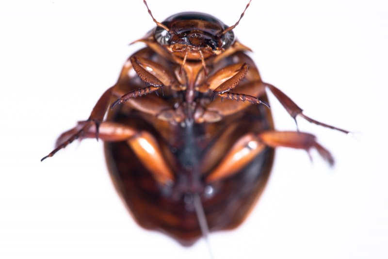 Рыжий таракан Blattella Germanica