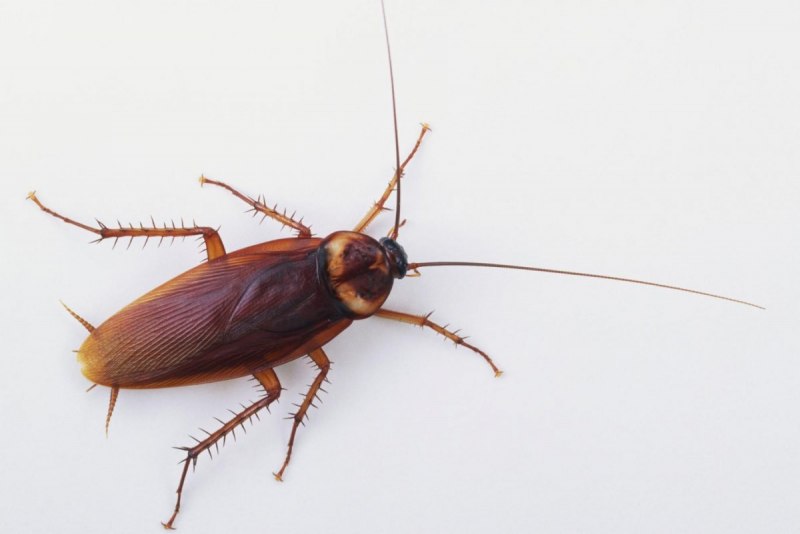 Supella longipalpa