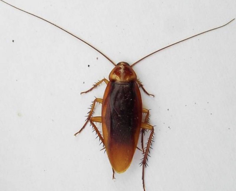 Blattella Germanica таракан