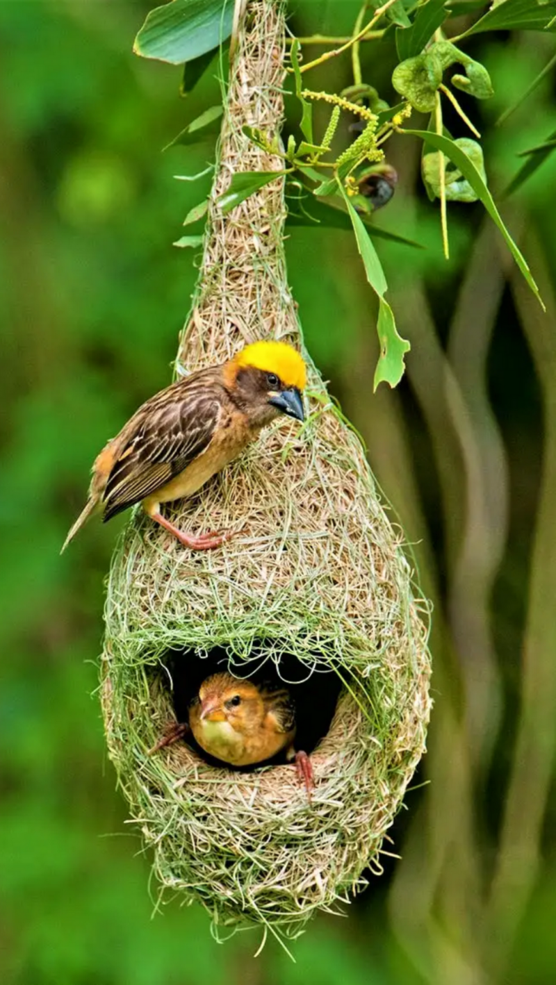 Зебровая амадина(Taeniopygia guttata)