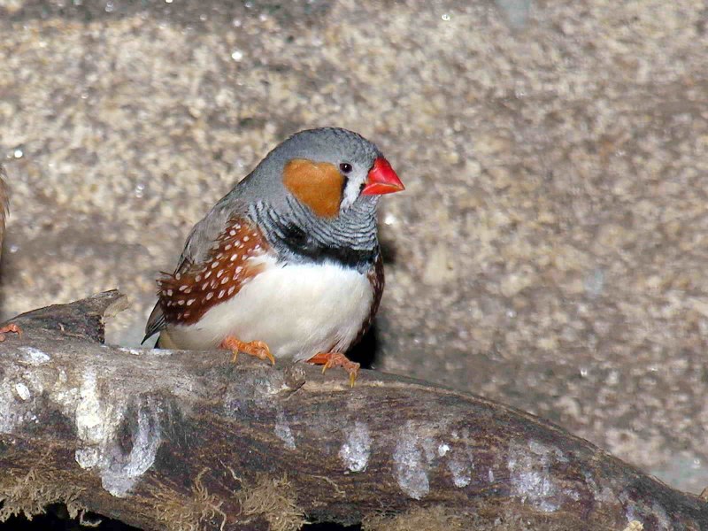 Red Browed Finch