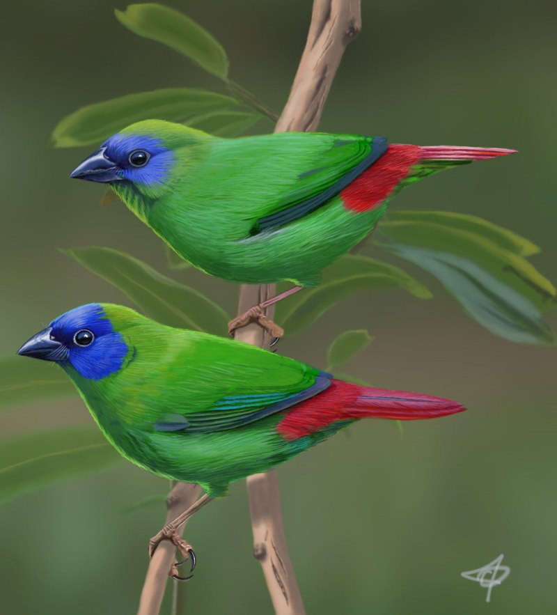 Финч / Finch
