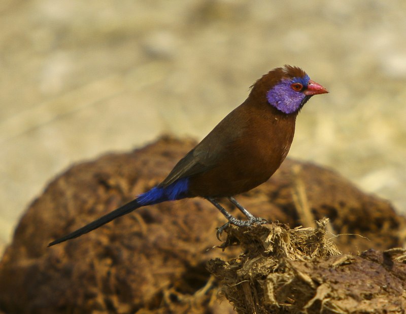 Erythrura gouldiae