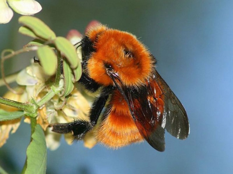 Шмель Bombus dahlbomii