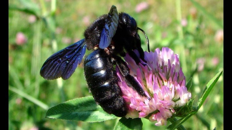 Шмель-плотник фиолетовый( Xylocopa violacea )