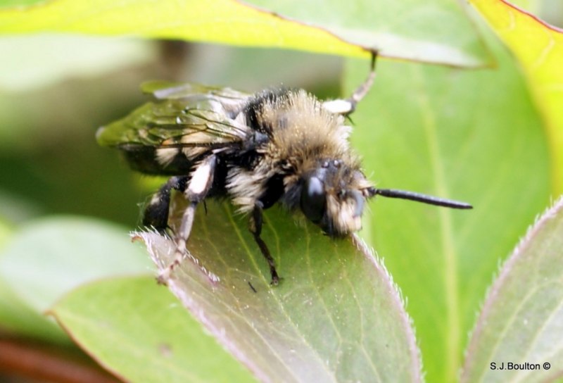 Пчела-плотник Xylocopa Valga Gerstaecker, 1872