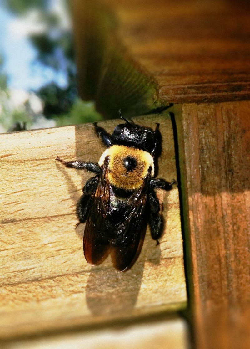 Пчела-плотник обыкновенная (Xylocopa Valga)