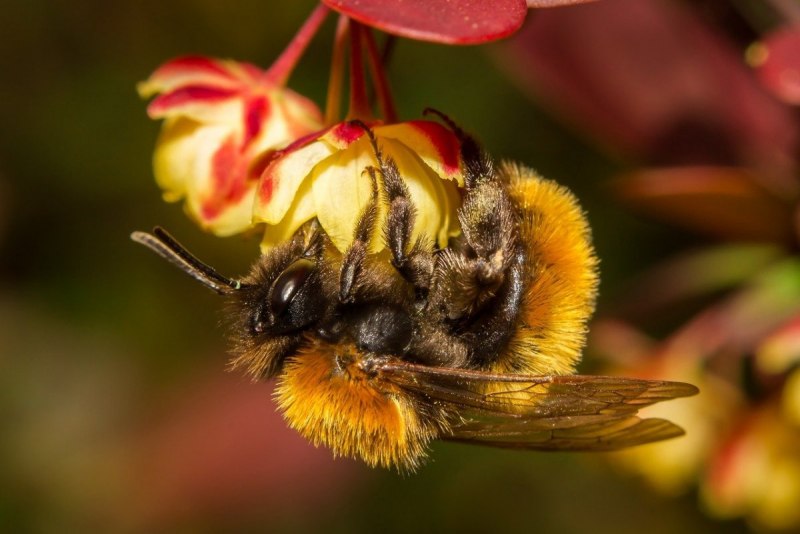 Bombus hypnorum