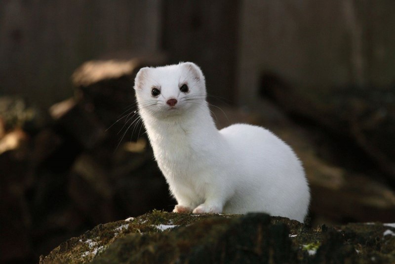 Ласка (Mustela nivalis)