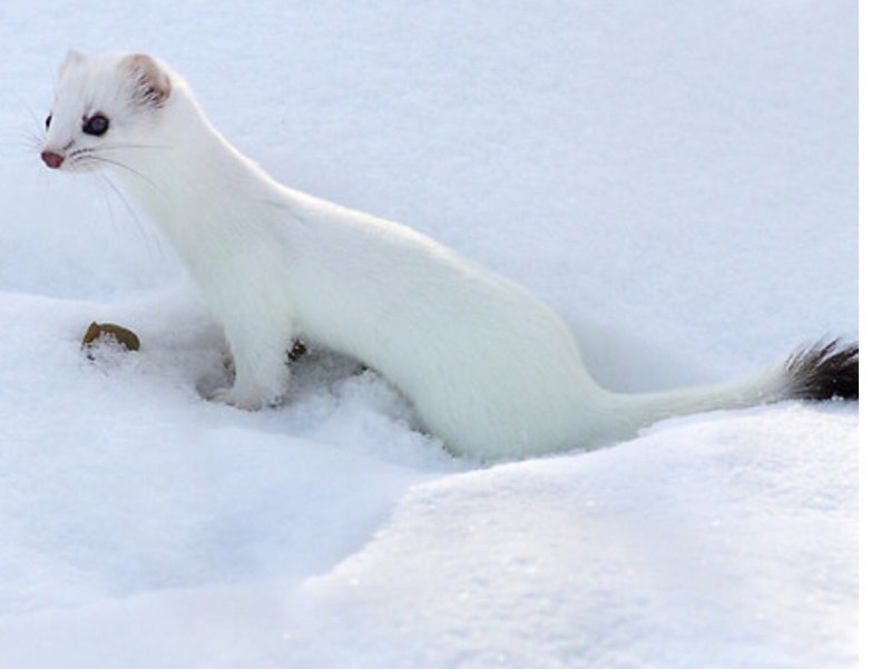Горностай (Mustela erminea)