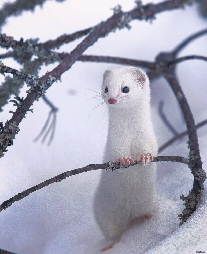 Горностай (Mustela erminea)