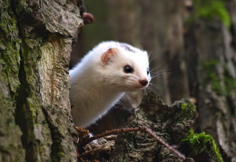 Горностай (Mustela erminea)
