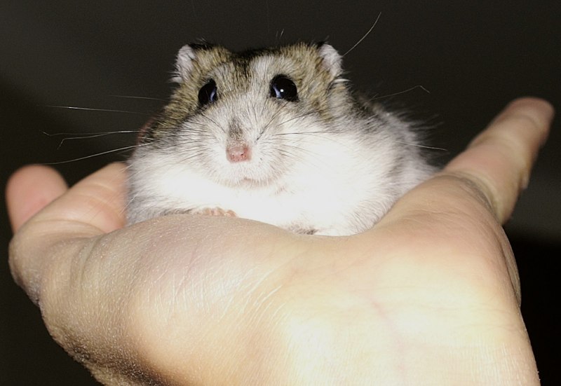 Хомяк джунгарский