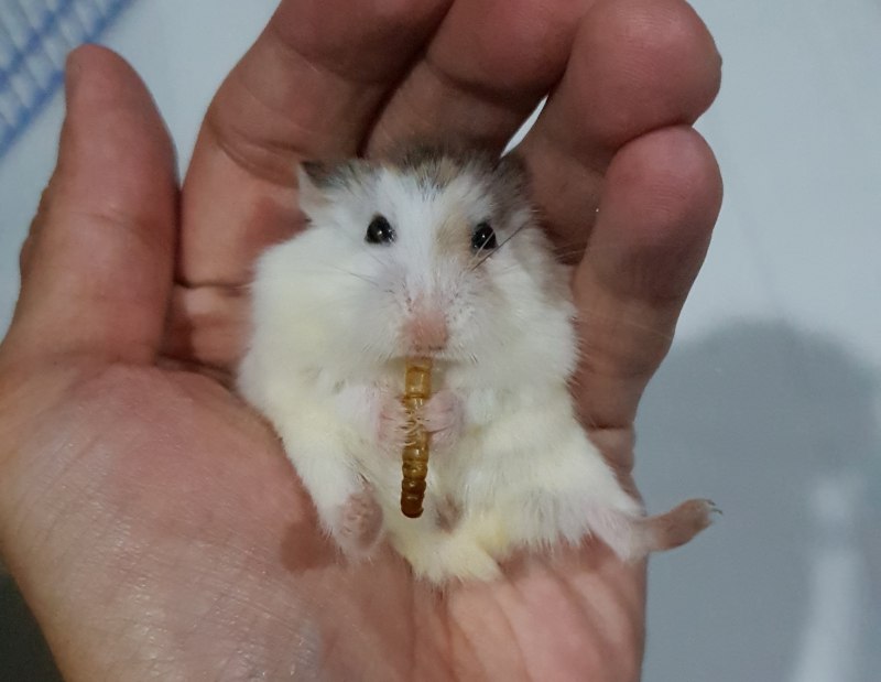 Джунгарский хомячок