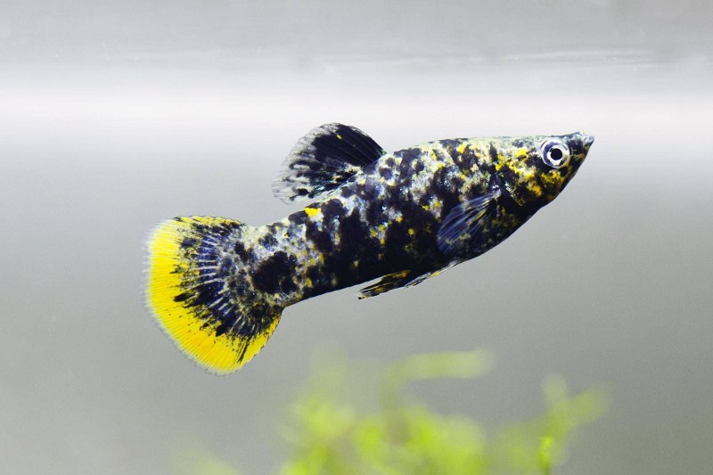 Poecilia latipinna