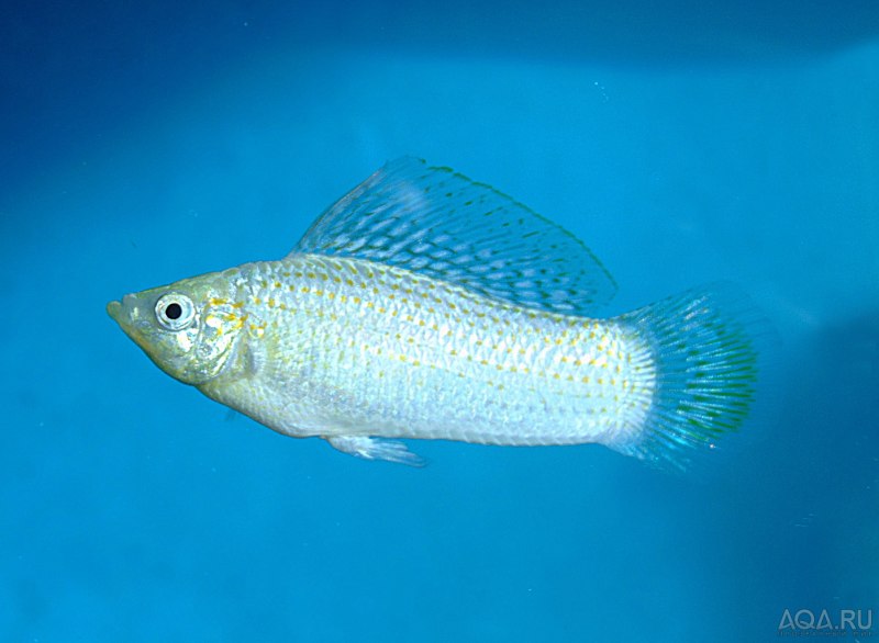 Poecilia velifera