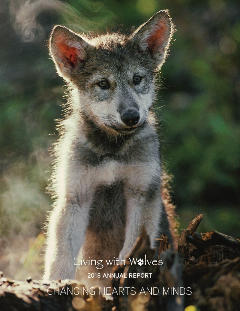Волчонок щенок волка