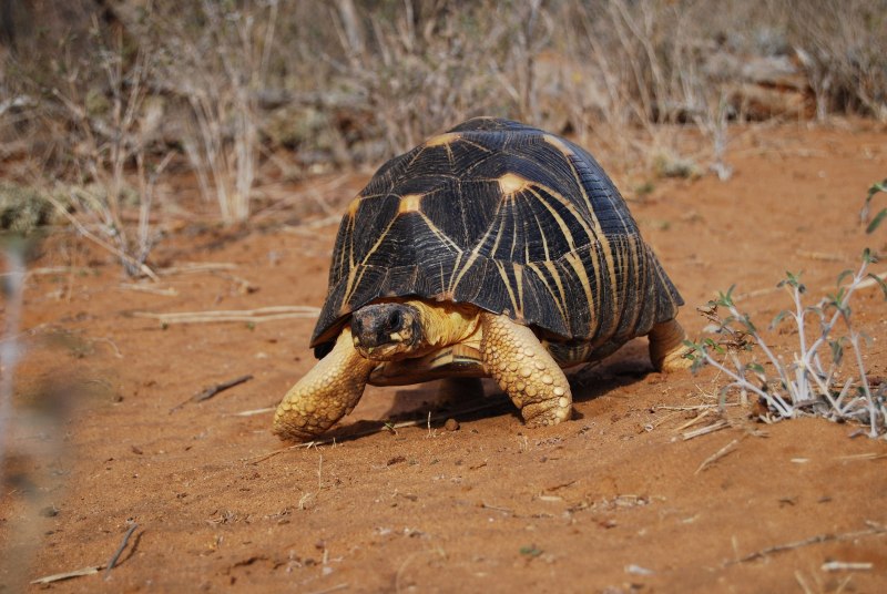 Лучистая черепаха Astrochelys Radiata
