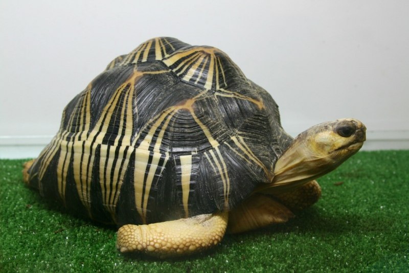 Лучистая черепаха Astrochelys Radiata