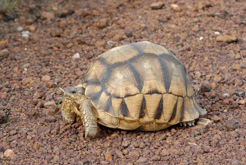 Geochelone elegans