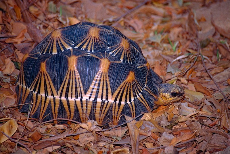 Лучистая черепаха (63 фото)