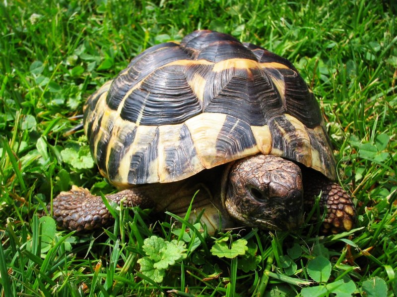 Лучистая Мадагаскарская (Astrochelys Radiata)черепаха