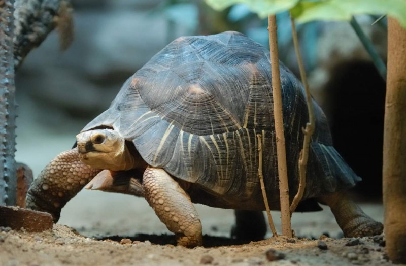 Лучистая черепаха Astrochelys Radiata