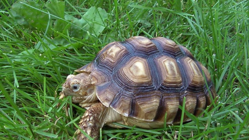 Geochelone elegans