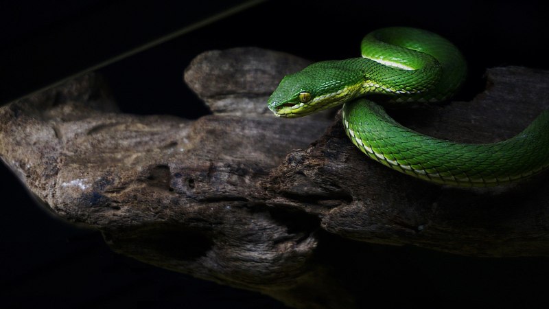 Podarcis muralis