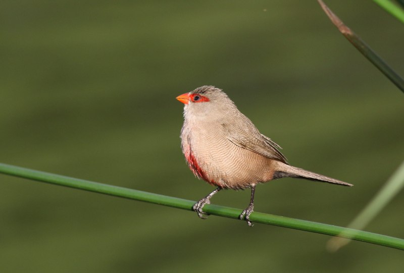 Taeniopygia bichenovii