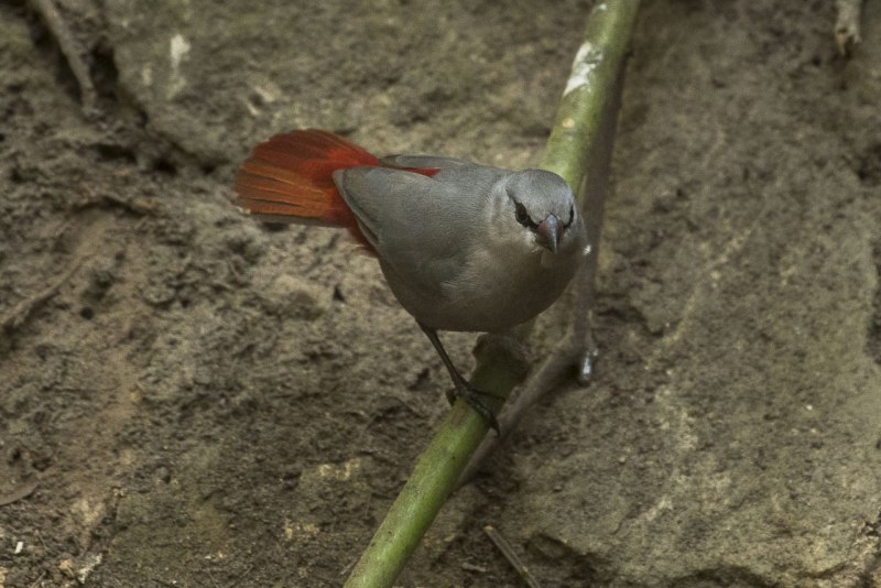 Taeniopygia bichenovii