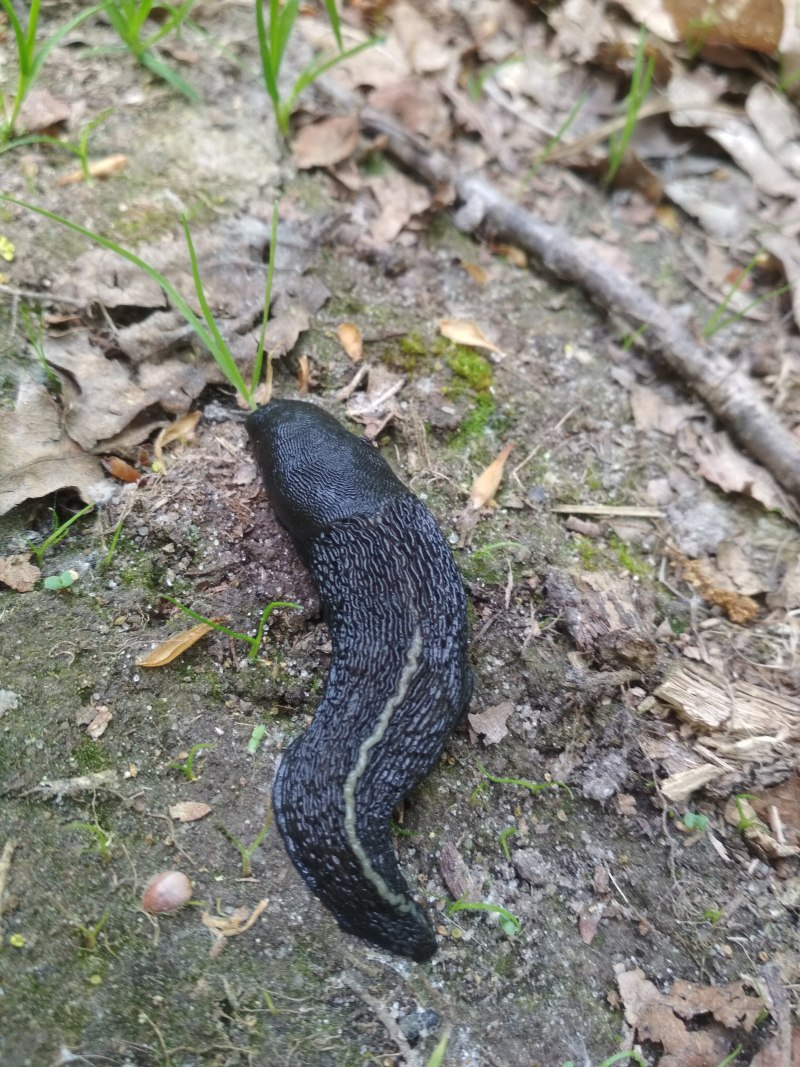 Limax cinereoniger СЛИЗЕНЬ